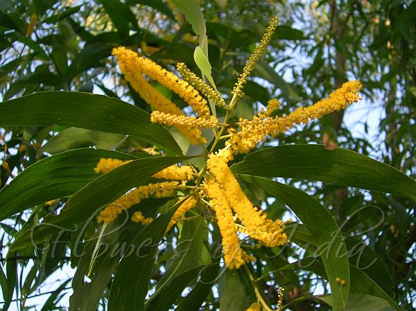 Earleaf Acacia